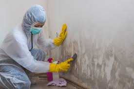 Best Mold Documentation for Insurance Claims  in Melrose Park, NY